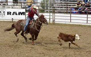 Rodeo participant roping a calf.