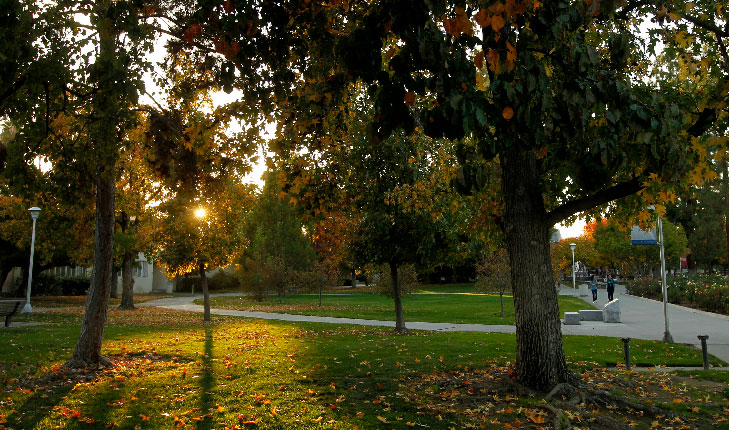 Sunset shining through trees on campus