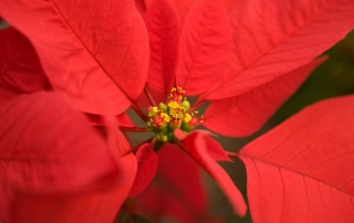 Poinsettia