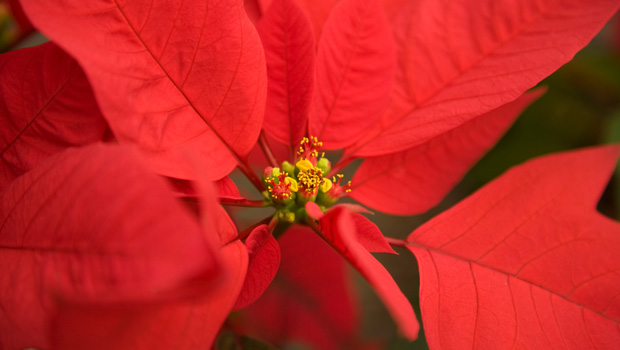 Poinsettia