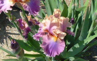 Iris Rhizome