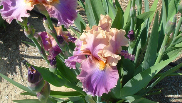 Iris Rhizome