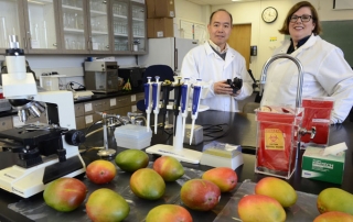 Stone Fruit research