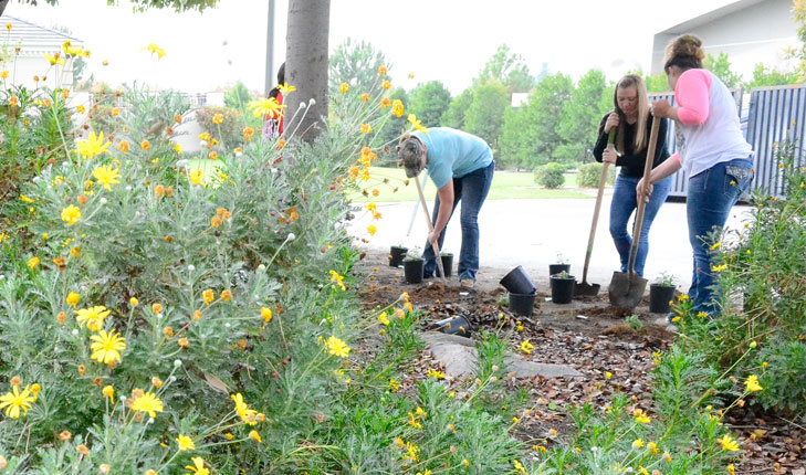 therapy garden