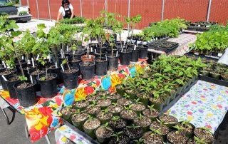 Gibson Farm Market- Plant Sale