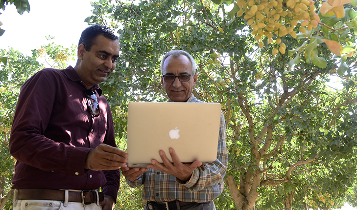 Free pistachio harvest calculator gives area growers new forecast tool