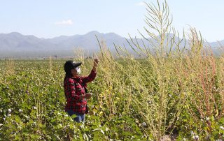 Student standing next to Palmer amaranth.