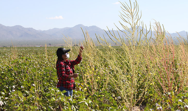 Student standing next to Palmer amaranth.