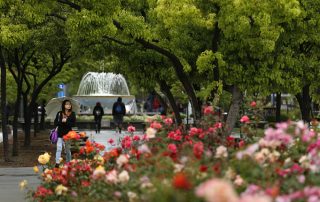 Campus shot of fountain and roses