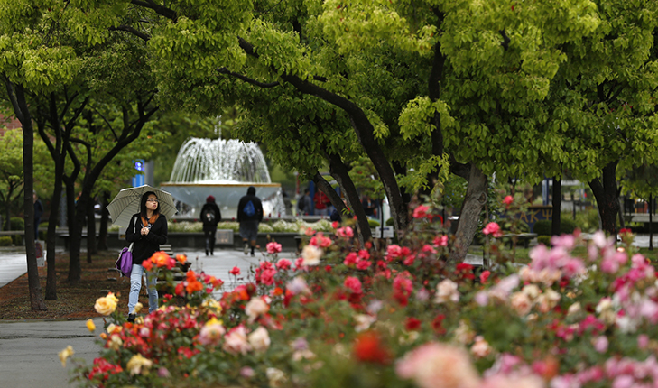 Campus shot of fountain and roses