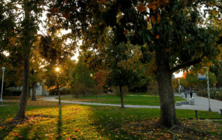 Sunset shining through trees on campus