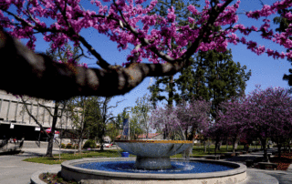 Campus fountain surrounded by pink spring blossoms.