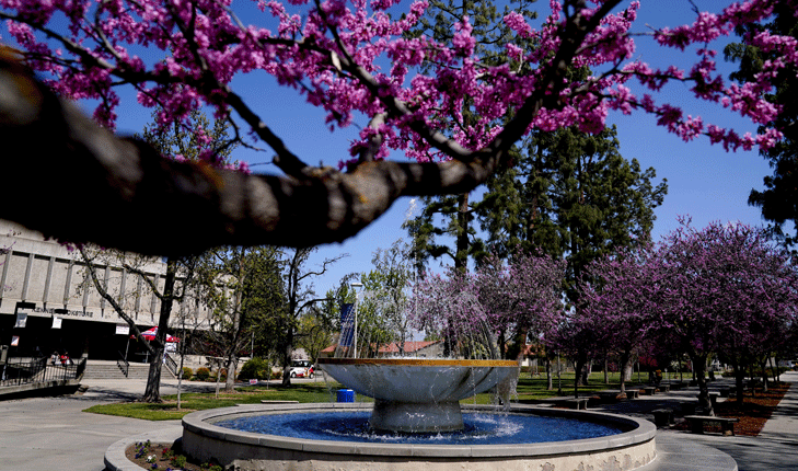 Campus fountain surrounded by pink spring blossoms.