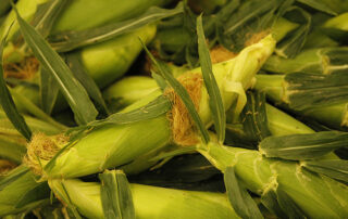 Fresno State sweet corn