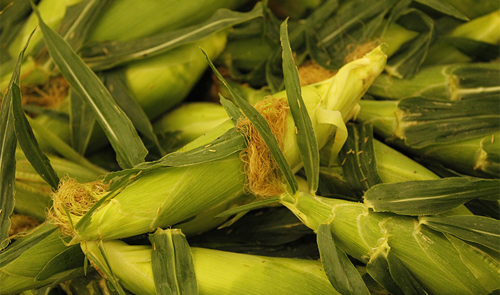 Fresno State sweet corn