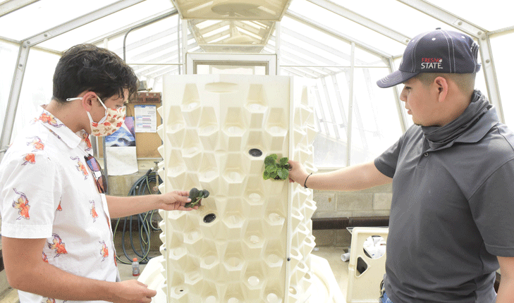 Plant science student Erick Cervantes studies hydroponics, an innovative method of growing plants in an aqueous solution.
