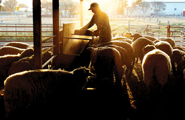Feeding Sheep on Sunrise