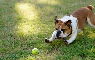 Victor E Bulldog chasing a tennis ball