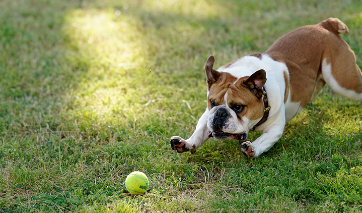 Victor E Bulldog chasing a tennis ball