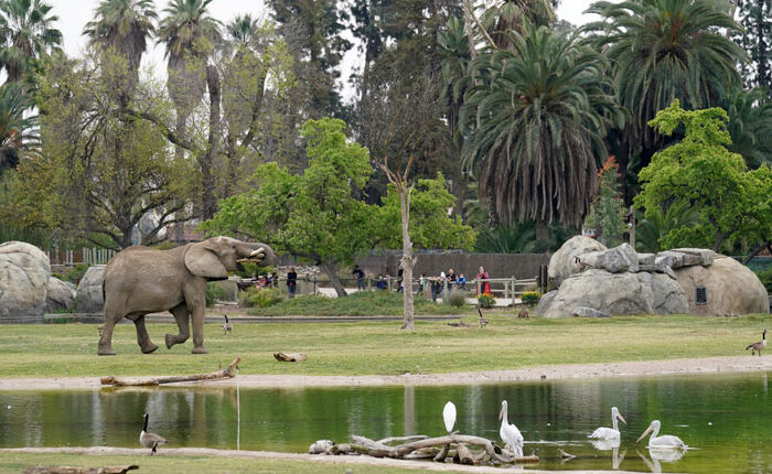 African elephant at Fresno Chaffee Zoo