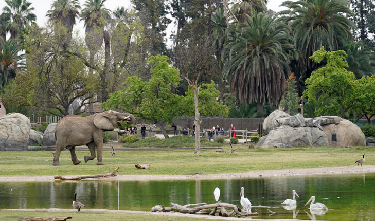 African elephant at Fresno Chaffee Zoo
