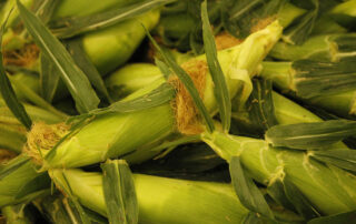 Fresno State sweet corn