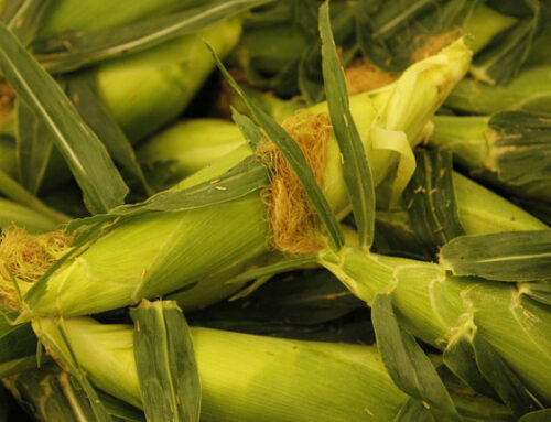 Sweet corn returns to Gibson Farm Market