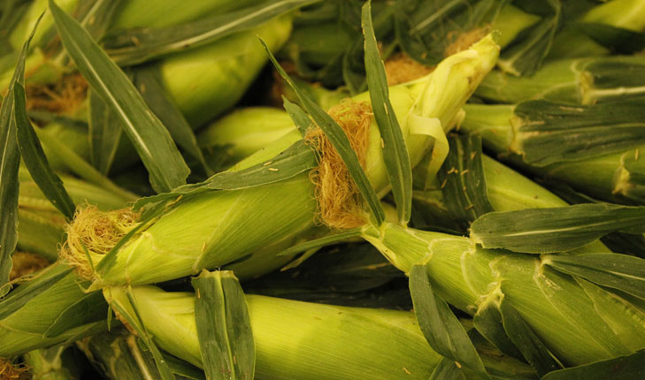 Fresno State sweet corn