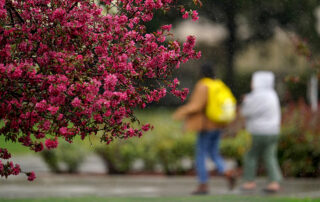 A blossomed tree on the left half of the frame and there are two students walking in the far back of the right.