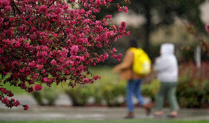 A blossomed tree on the left half of the frame and there are two students walking in the far back of the right.
