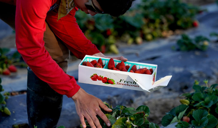 Strawberries on farm