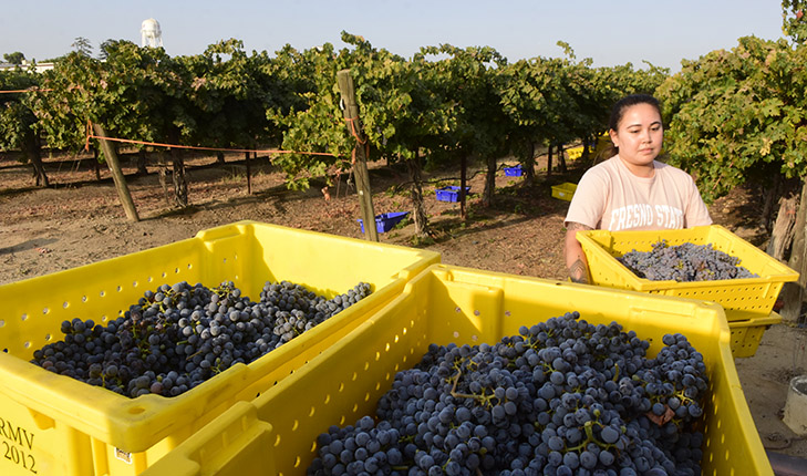 Fresno State viticulture and enology student Chanel Madison harvests campus vineyard Cabernet Sauvignon wine grapes for research project