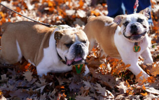 Victor E. Bulldog III (left) plays alongside Victor E. Bulldog IV as the next live mascot is introduced to the Fresno State community.
