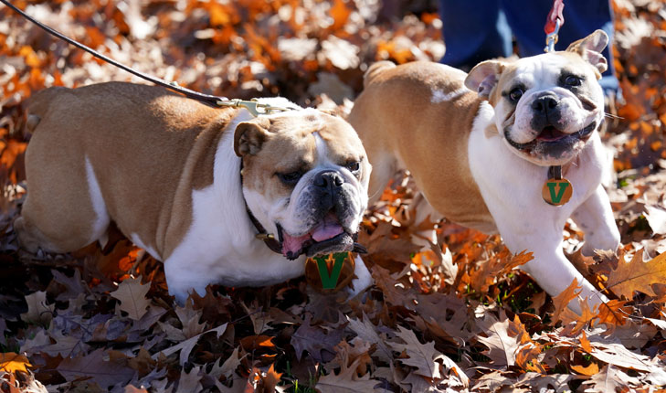 Victor E. Bulldog III (left) plays alongside Victor E. Bulldog IV as the next live mascot is introduced to the Fresno State community.
