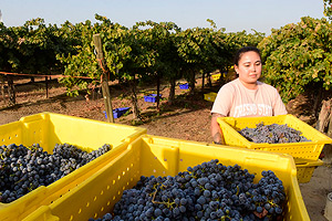 farm-grapes