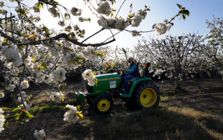 cherry blossom with woman on tractor