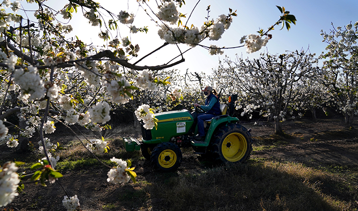 cherry blossom with woman on tractor