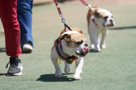 Victor E. Bulldog III leads his nephew, Victor E. Bulldog IV, onto Pete Beiden Field at Bob Bennett Stadium for the passing of the collar ceremony.