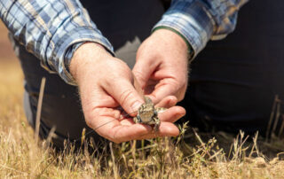 Hands holding a blunt-nosed leopard lizard.