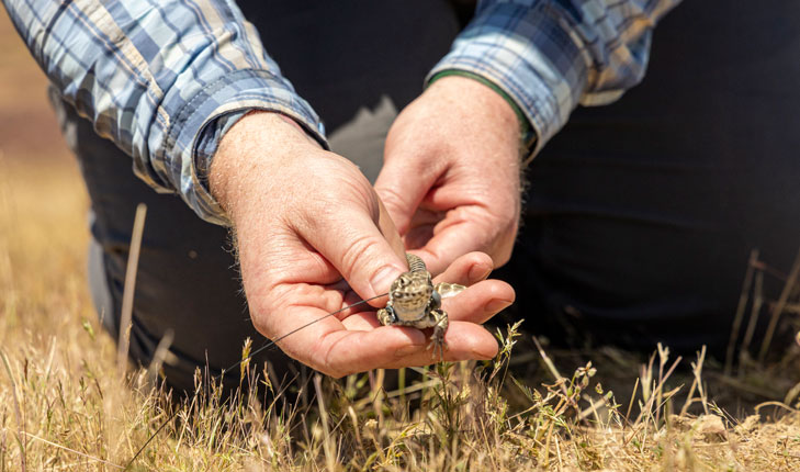 Hands holding a blunt-nosed leopard lizard.