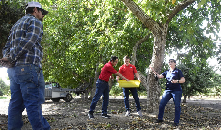 Fresno State ag faculty under a walnut tree.