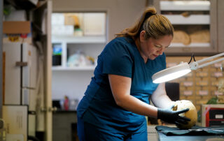 woman looking at skeletal remains