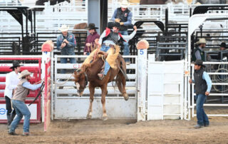 Man on horse at rodeo