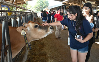 Student and cow