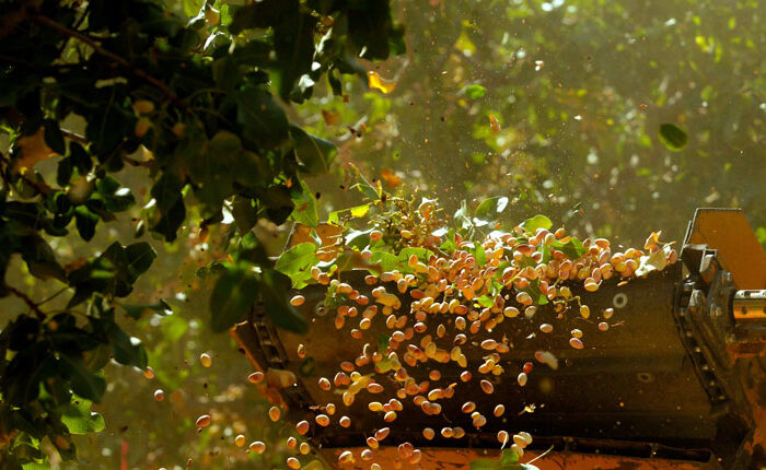 Yellow machine and leaves