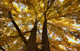 Looking up at the golden leaves and clear skies from the base of a tree with fall foliage.
