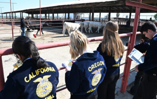 Students writing notes while looking at cows.