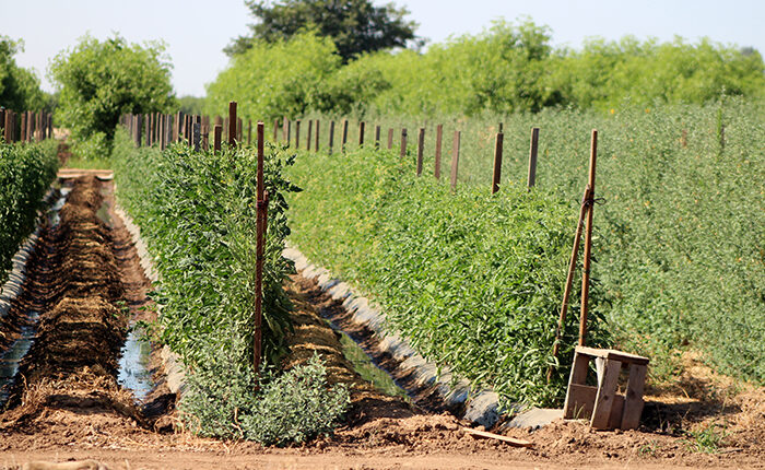 Agriculture