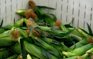 Bin of fresh Fresno State sweet corn.