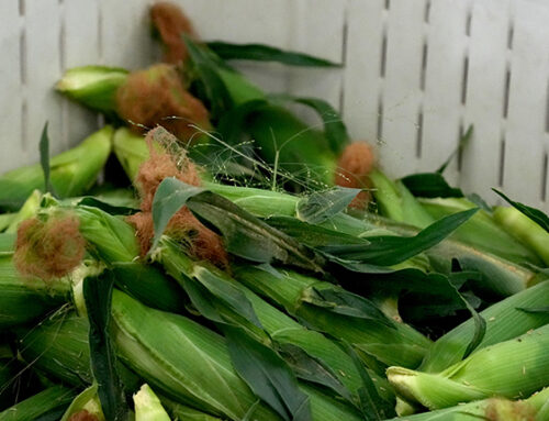 Fresno State sweet corn returns to market